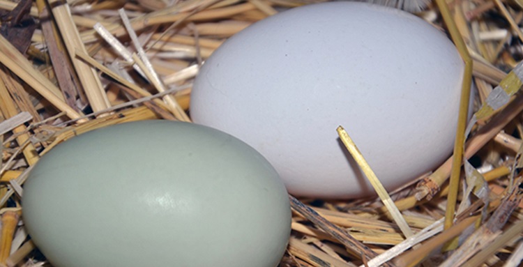 Yumurta mı tavuktan, tavuk mu yumurtadan çıktı? Yumurta mı tavuktan, tavuk mu yumurtadan çıktı?